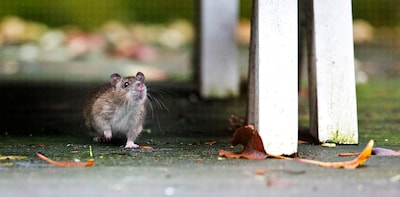 Begin dit jaar opnieuw veel zaken gesloten vanwege ongedierte