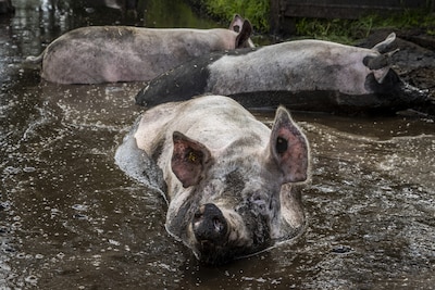 Varkenssector krijgt publieksprijs voor grootste Liegebeest van 2026: ‘Het lijkt wel satire’
