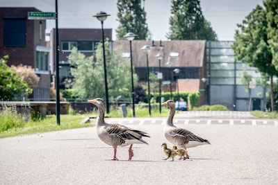 Deze ‘eiertruc’ moest het aantal ganzen in de buurt verminderen, maar: ‘Alles zit onder de stront, ze hebben het niet in de hand’