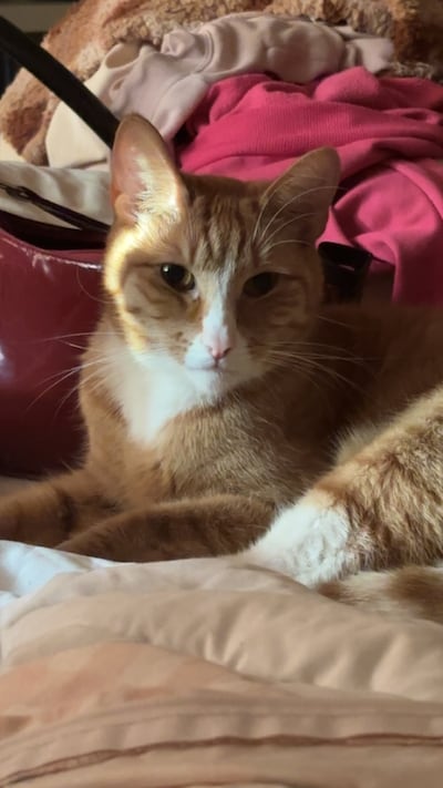 Heb jij Doerak, Quin of Mimi gezien? Deze 11 huisdieren worden in Arnhem vermist