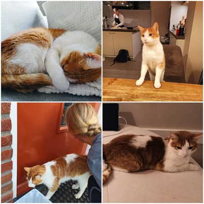 Heb jij Nola, Frits of Coco gezien? Deze vier huisdieren worden in Overbetuwe vermist