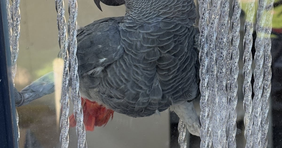 Heb jij Kobe gezien? Dit huisdier wordt in Druten vermist