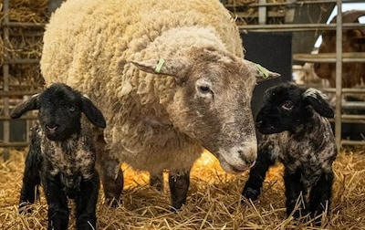 ‘Eenzaamste schaap’ Fiona bevalt van eerste lammetjes