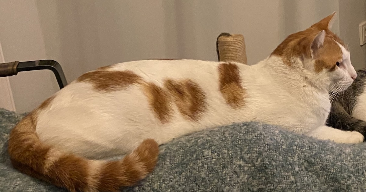 Heb jij Keftes gezien? Dit huisdier wordt in Renkum vermist