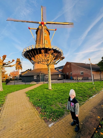 Dagelijkse wandeling langs de molen en stinzenbollen planten