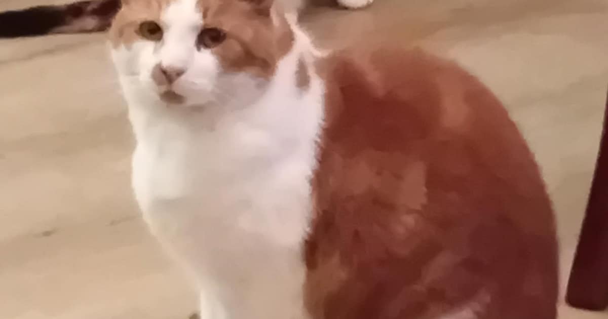 Heb jij Sven gezien? Dit huisdier wordt in Wageningen vermist