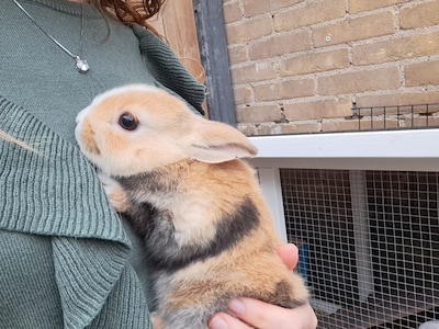 Heb jij Nolah gezien? Dit huisdier wordt in Ede vermist
