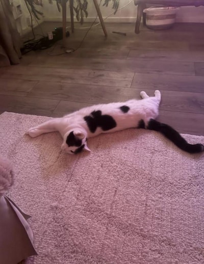 Heb jij Kaya of Teddy gezien? Deze twee huisdieren worden in Rheden vermist