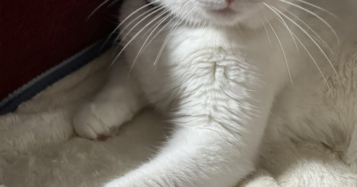 Heb jij Pax, Sterre of Pamuk gezien? Deze vier huisdieren worden in West Betuwe vermist