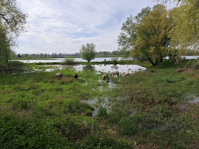 IVN houdt natuurexcursie in Millingerwaard