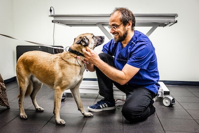 Geen geld voor de dierenarts? Deze kliniek schiet te hulp: ‘Niemand wil kiezen tussen huur of een ziek huisdier’