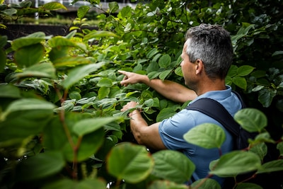Negen buren slaan alarm om Japanse duizendknoop bij 82-jarige eigenaar: ‘Bron van alle ellende’