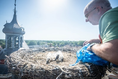 Jonge ooievaars uit Gennep beginnen aan hun eerste reis