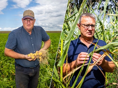 Paul en Arend vrezen voor oogst in aanhoudende droogte: ‘Je gaat een keer tegen de grond’