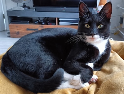 Heb jij Bowie gezien? Dit huisdier wordt in Neder-Betuwe vermist