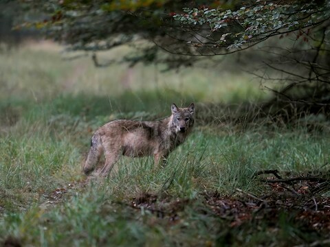 Een wolf op de Veluwe, vastgelegd door natuurfotograaf Otto Jelsma.