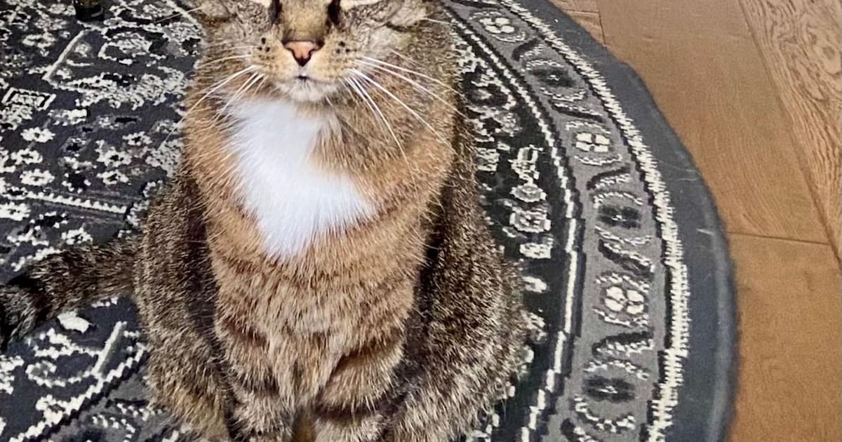 Heb jij Skipper gezien? Dit huisdier wordt in Lingewaard vermist