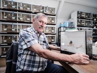 Ben kweekt al 65 jaar gouldamadines en werd er wereldkampioen mee: ‘Dit is geen hobby, maar een pass