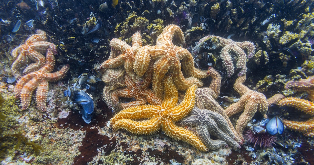 Doorwerth leert alles over verbleking van het koraal