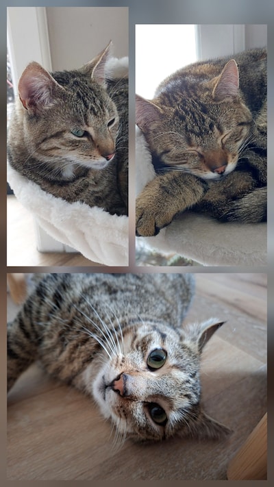 Heb jij Jessie, Moos of Bowi gezien? Deze drie huisdieren worden in Wijchen vermist