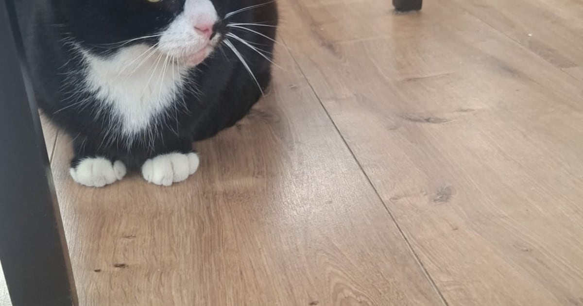 Heb jij Kees gezien? Dit huisdier wordt in Doesburg vermist