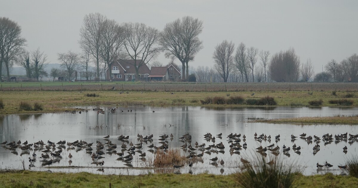 Vogels spotten bij Bato’s Erf in Dreumel