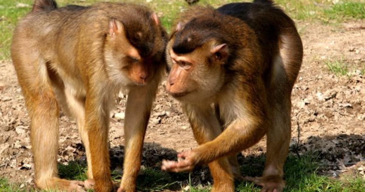 Hoe ontsnapt een aap als het verblijf ‘prima in orde’ is? Burgers’ Zoo ...