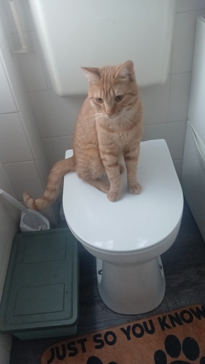 Heb jij Benjamin of Lucifer gezien? Deze twee huisdieren worden in Rheden vermist