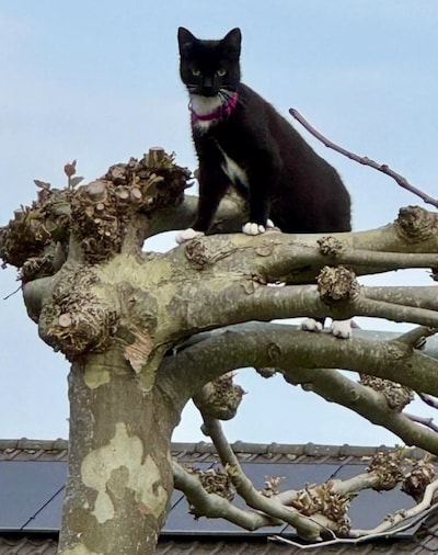 Heb jij Nowie of Ayla gezien? Deze twee huisdieren worden in Beuningen vermist