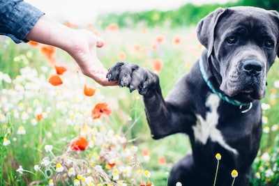 Vader en zoon uit Leersum worden het niet eens over wie de eigenaar van hond is: rechter moet eraan 