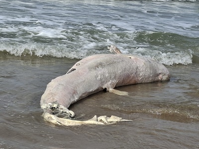 Dode beloega aangespoeld op strand in Zeeland: ‘Heel bijzonder’