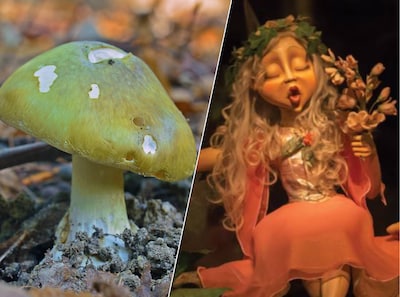 Biologen in rep en roer door magische paddenstoel, honderden mensen zien ‘elfachtige mensjes’