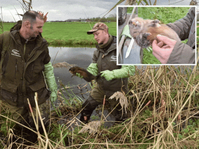 Ze zien er schattig uit, maar deze diertjes vernielen onze dijken. Nog even, en ze zijn allemaal uitgeroeid