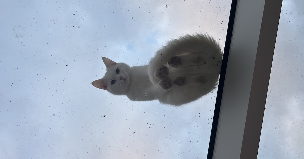 Heb jij Pebbles of Gizmo gezien? Deze twee huisdieren worden in Zevenaar vermist