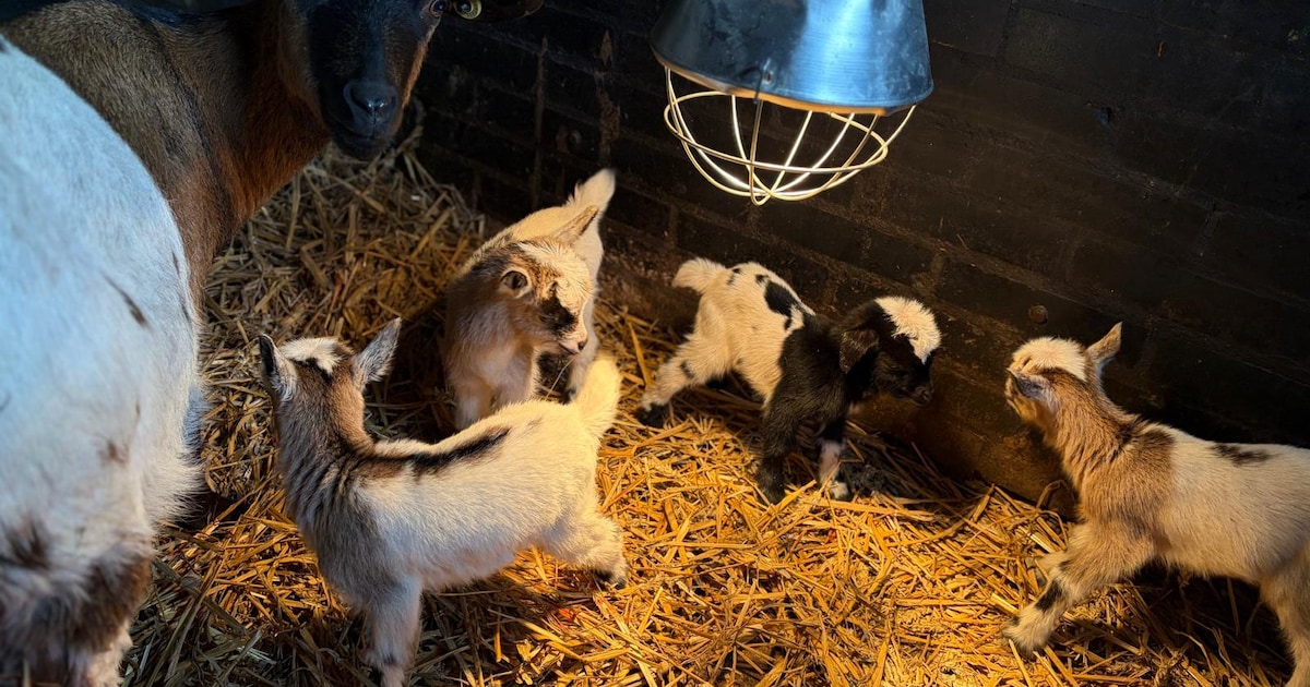 De Schouw in Zutphen viert Dierendag met allerlei activiteiten op 4 oktober