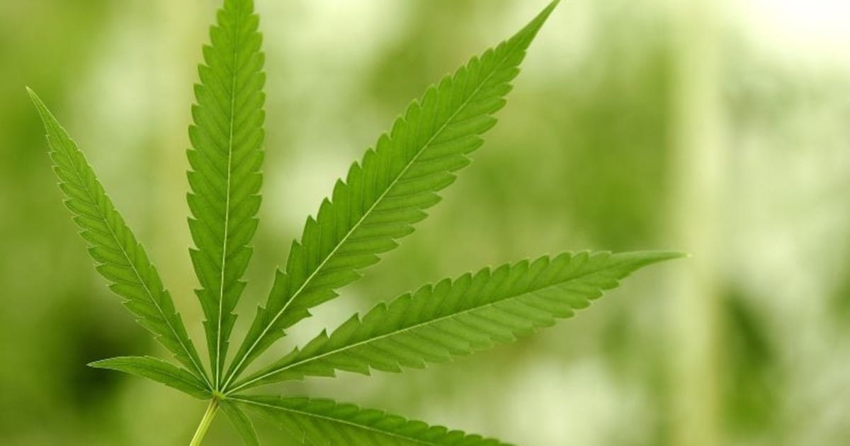 Hennepkwekerijen in Terborg en Zeddam