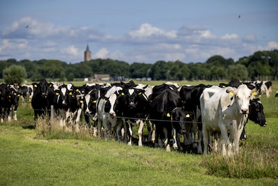 Nieuwe koeiennorm wekt wrevel en bedreigt circa 3565 melkveebedrijven: ‘We zijn genaaid’