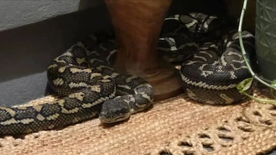 Australische schrikt wakker van mega-python op haar borst: ‘Schat, niet bewegen’