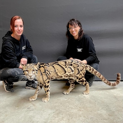 Nederlands kampioen taxidermie geeft demonstraties in Nijmegen