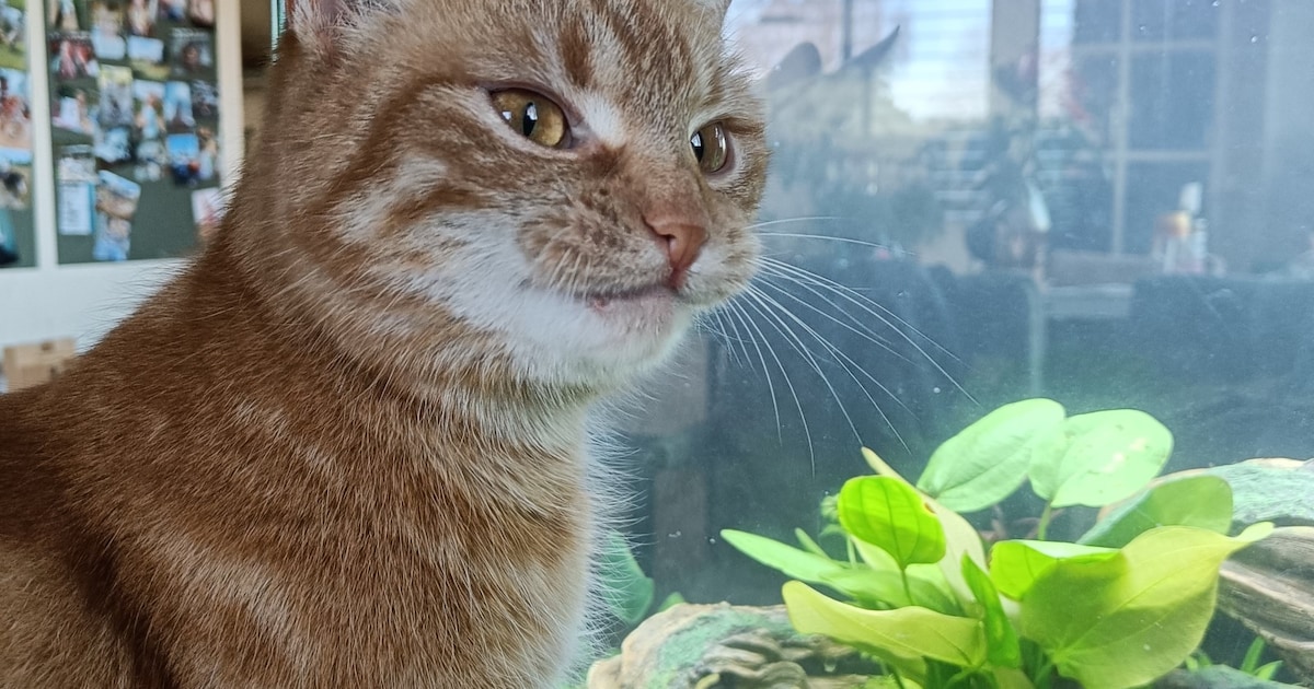 Heb jij Roos gezien? Dit huisdier wordt in Oost Gelre vermist