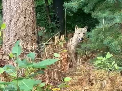 Weer een bijtincident met mogelijke wolf, slachtoffer heeft medische hulp nodig