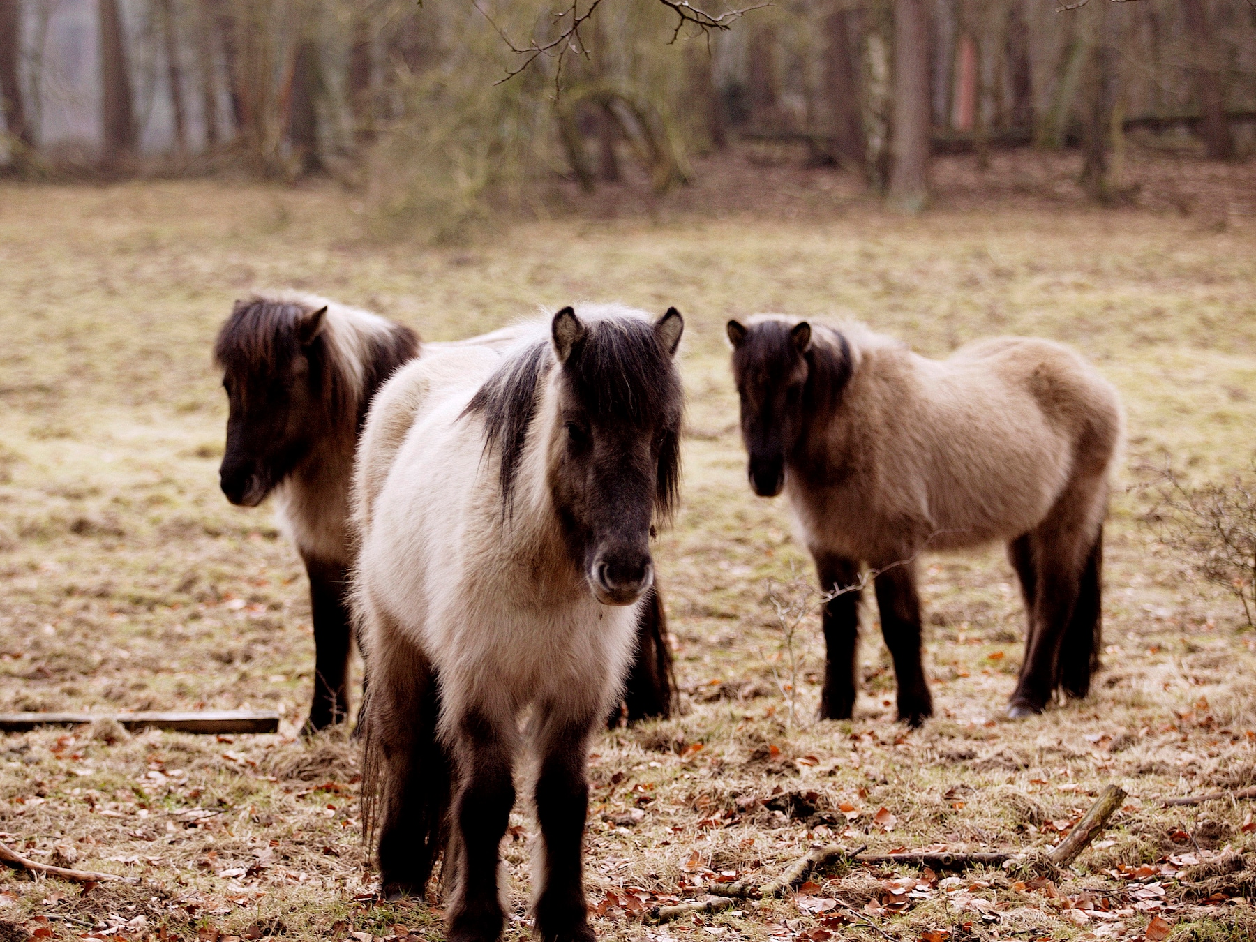 Met de boswachter op zoek naar IJslandse paarden