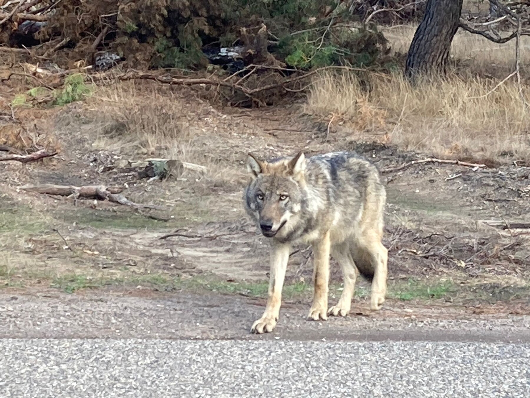 Tijdens een bezoekje aan nationaal park de Hoge Veluwe liep een wolf vlak langs Sem (15).