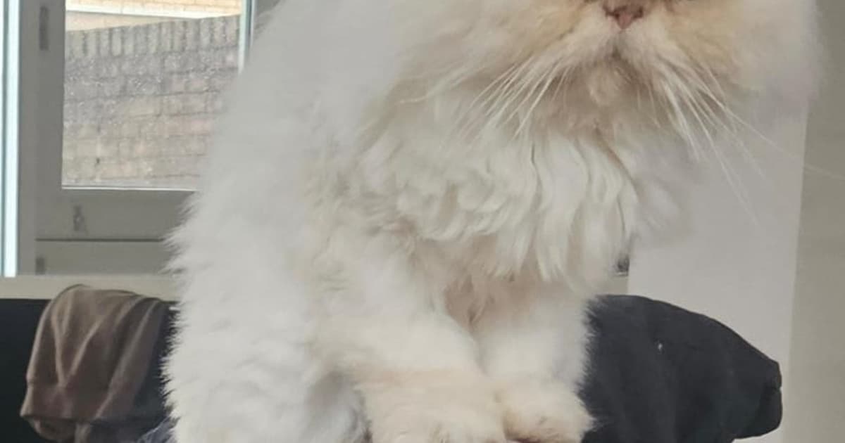 Heb jij Sybel gezien? Dit huisdier wordt in Zevenaar vermist