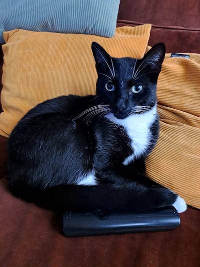 Heb jij Lilo, Simba of Cody gezien? Deze acht huisdieren worden in Nijmegen vermist
