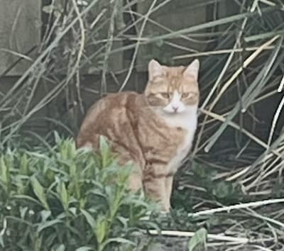 Heb jij Koekie of Bullit gezien? Deze drie huisdieren worden in Zevenaar vermist
