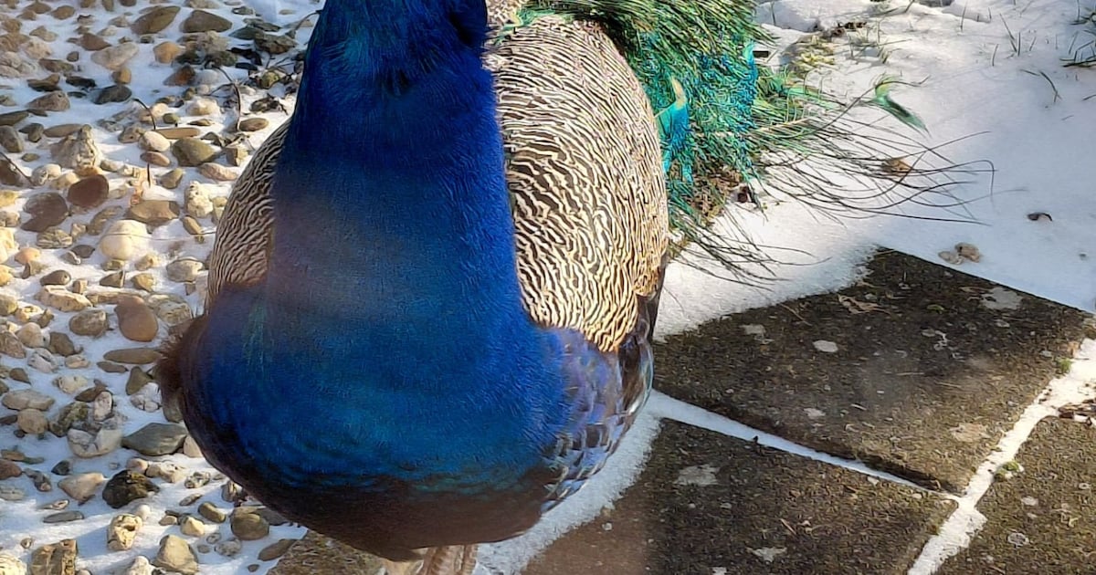 Heb jij Pauli gezien? Dit huisdier wordt in Zevenaar vermist