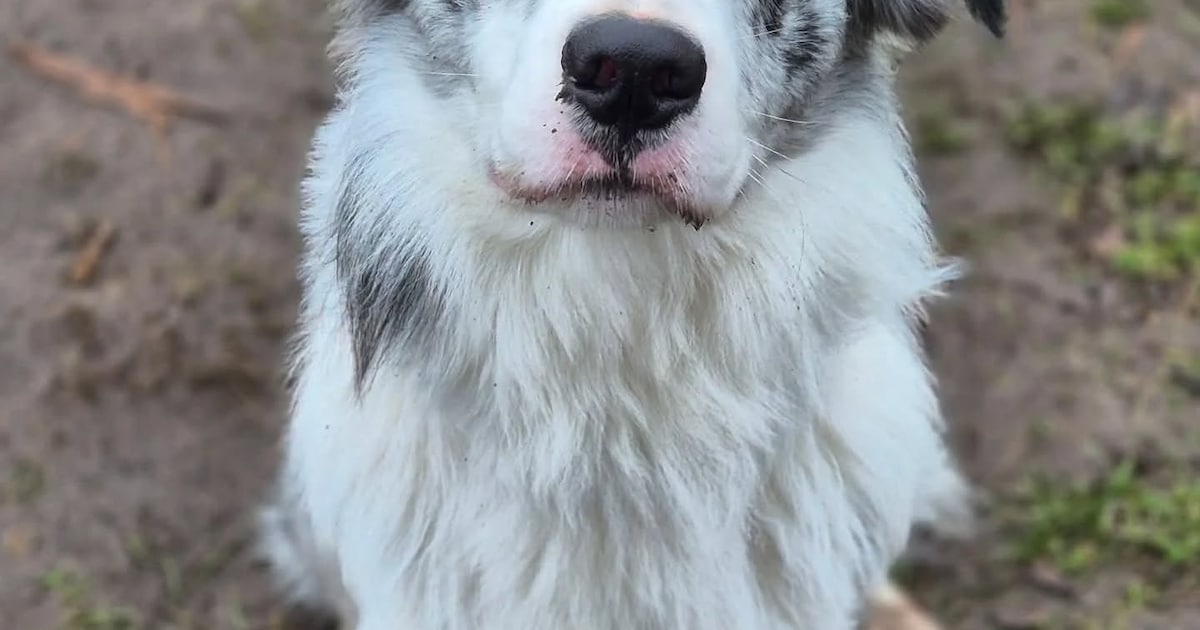 Uit Drimmelen vermiste hondje dood teruggevonden