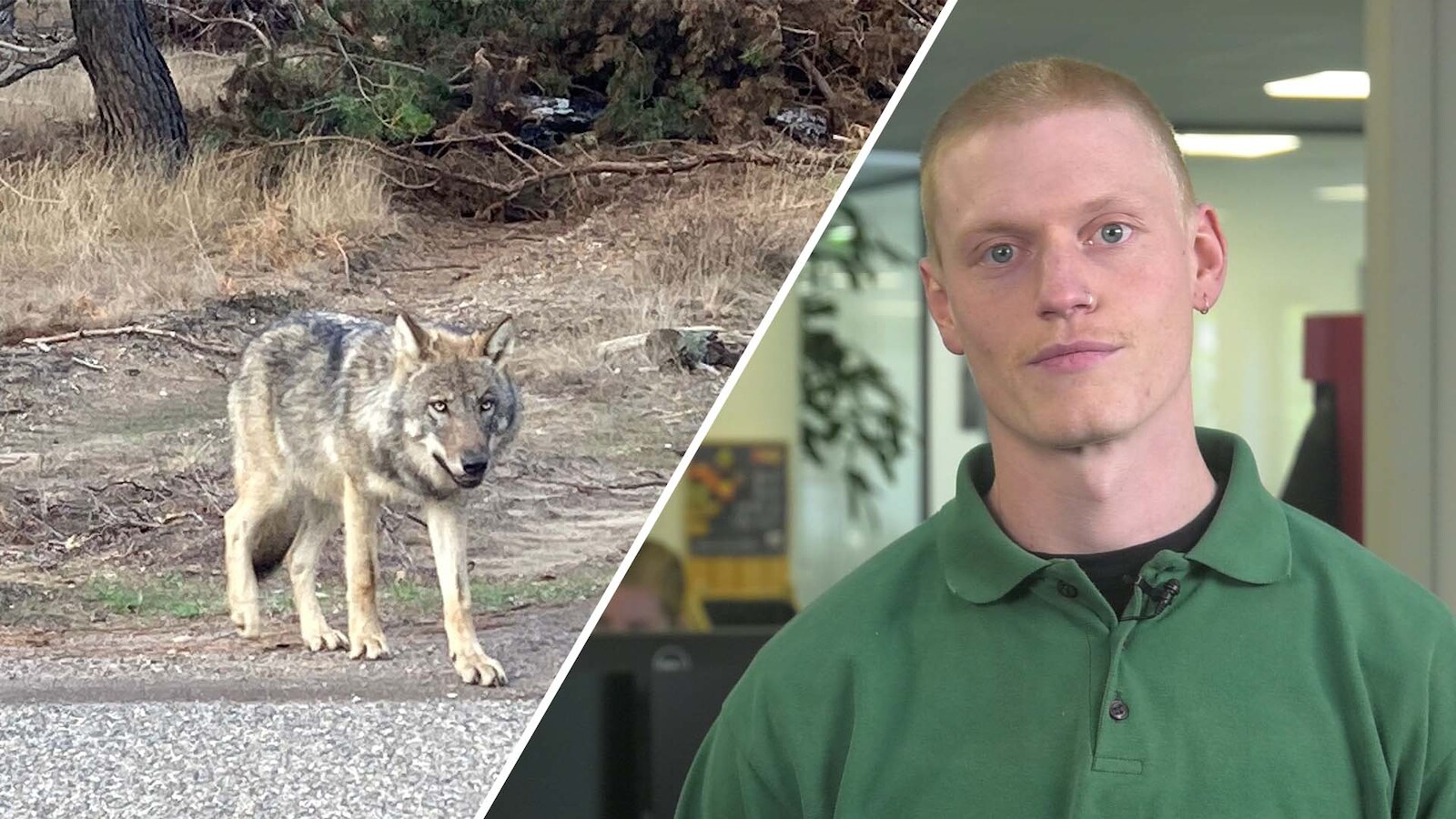 15-jarige Sem oog in oog met een wolf • Weerman Gerrit krijgt bijzonder ...