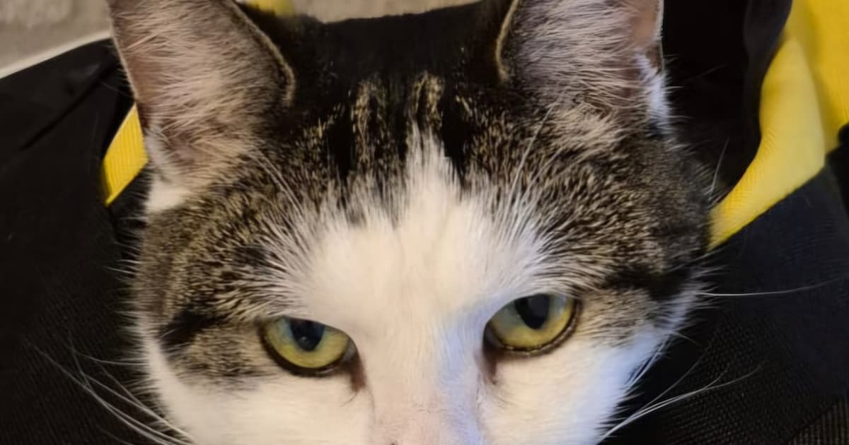 Heb jij Prulletje gezien? Dit huisdier wordt in West Maas en Waal vermist